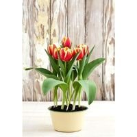 how to care for potted tulips