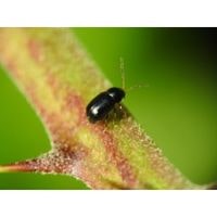 how to get rid of black beetles