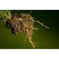 plants that are root bound