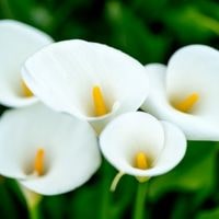care for potted calla lilies
