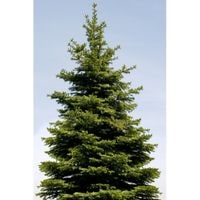 how long does a pine tree live