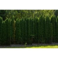 how to get arborvitae to fill in
